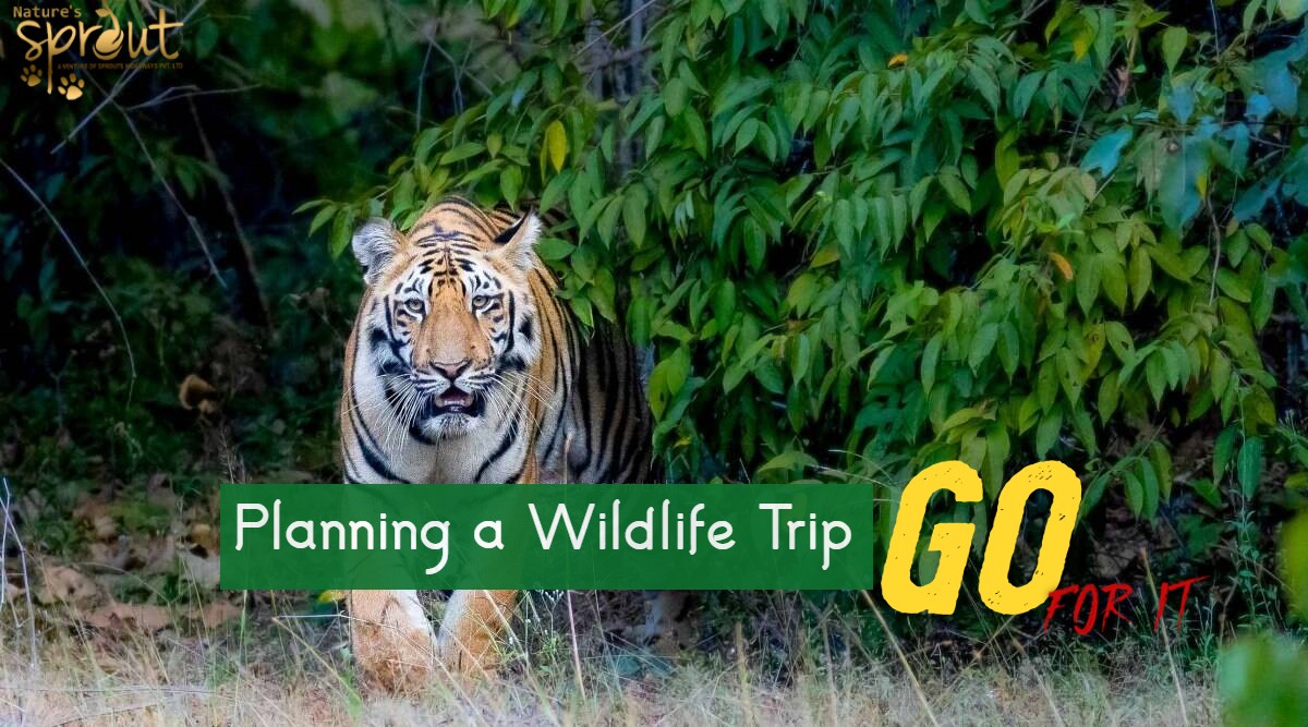Tadoba Jungle Safari